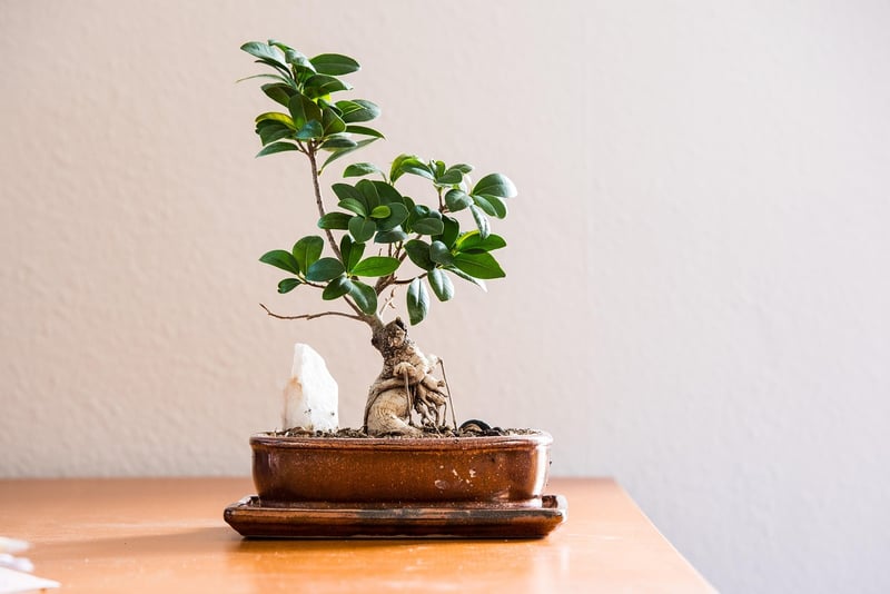Green Living Creations