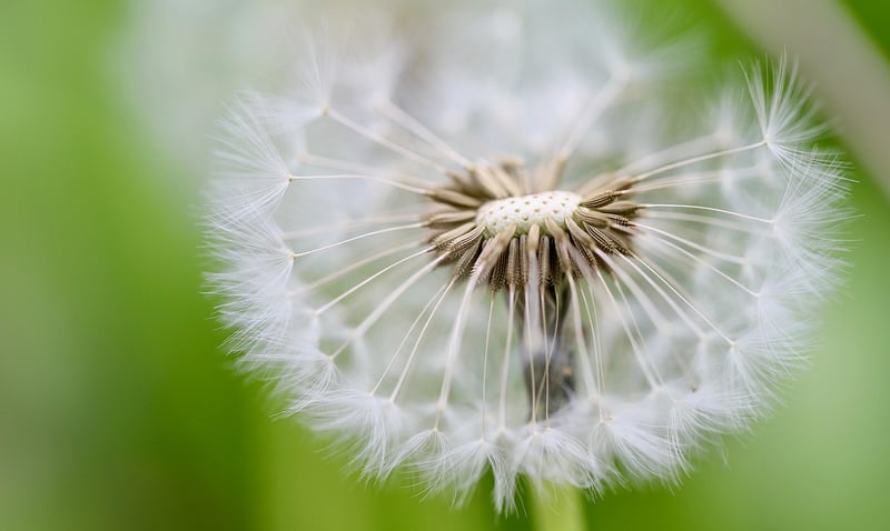Seeds in Hand